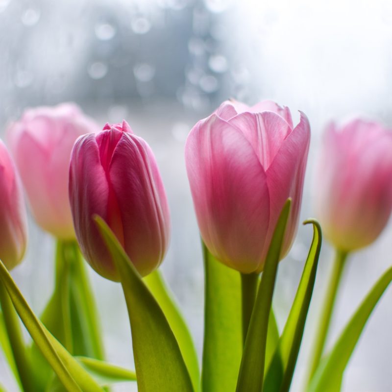 Our Flowers