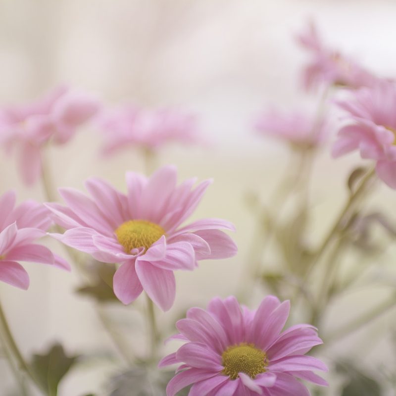 Our Flowers